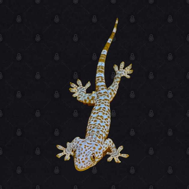 Tokay Gecko by Upbeat Traveler